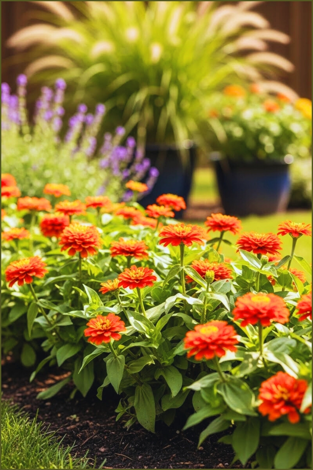 A Lush Garden Bed Filled With Blooming Zinnia Flowers