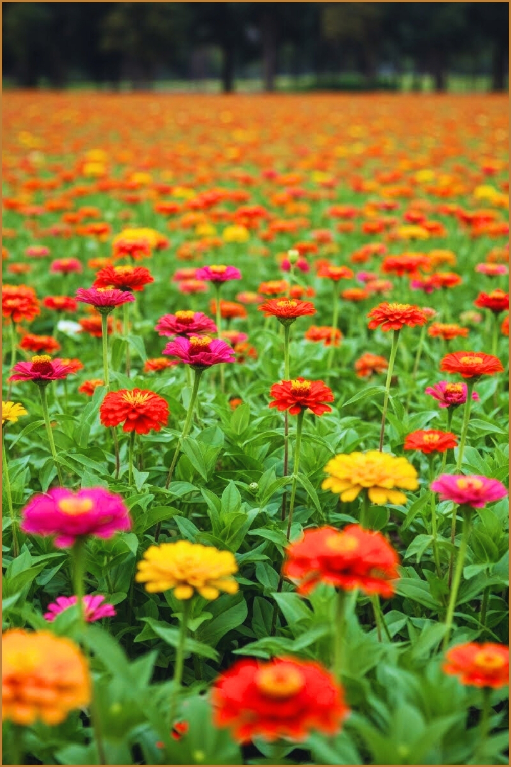A Vast Field Of Blooming Zinnia Flowers Stretching Into The Distance