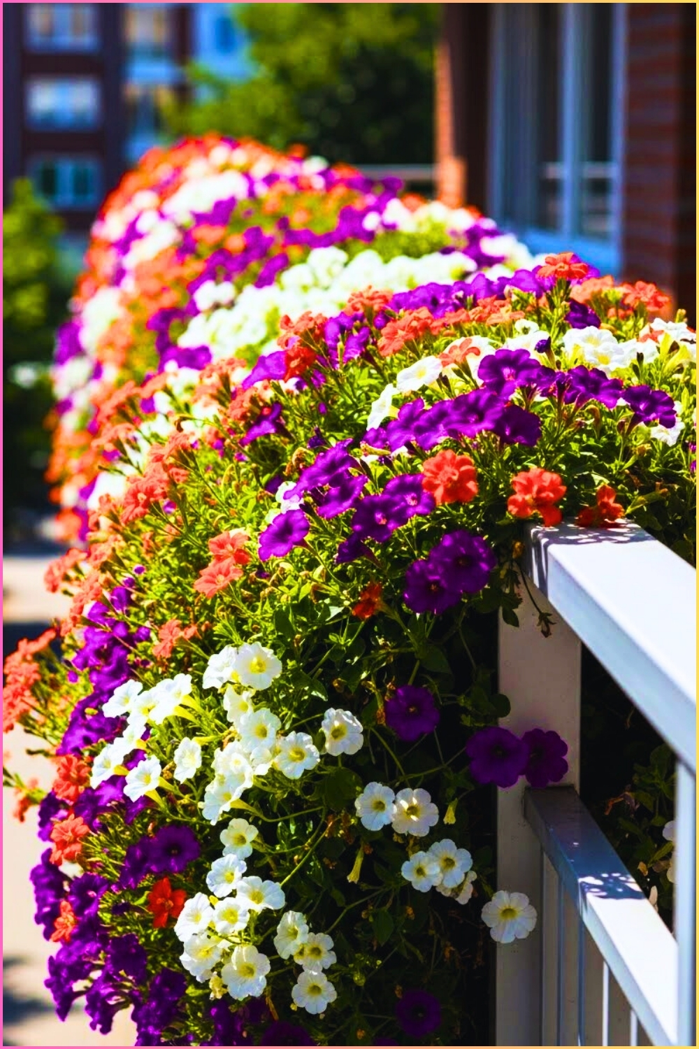 Balcony Railing Covered In Blooming Flowers Orange Purple