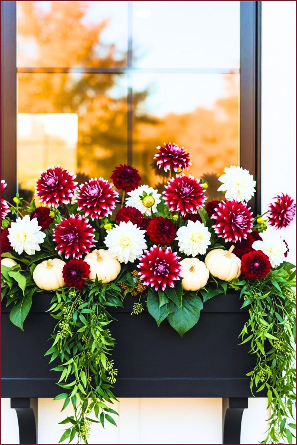 Black Window Box Filled With Burgundy Dahlias White Dahlias