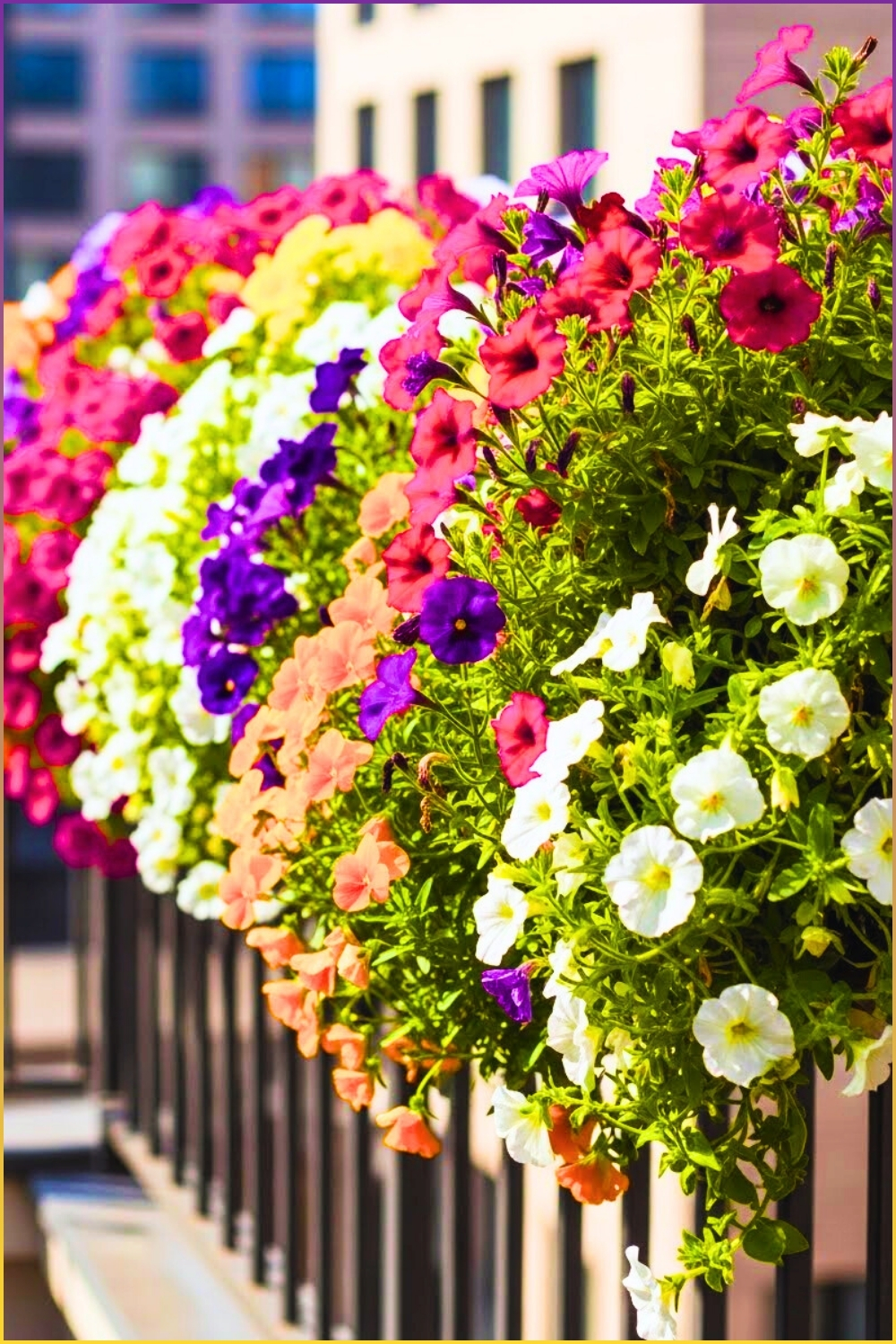 Closeup Of Colorful Balcony Flowers In Railing Planters