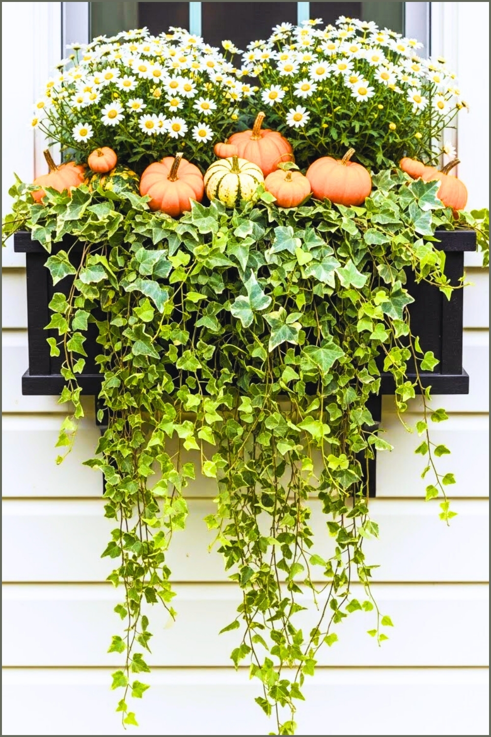 Fall Window Box Planted With White Daisies Small Orange Pumpkins