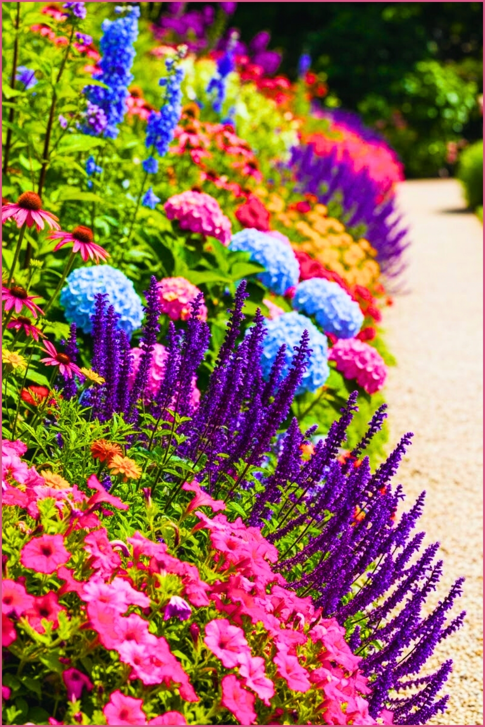 Vibrant Summer Flower Border With Hot Pink Petunias